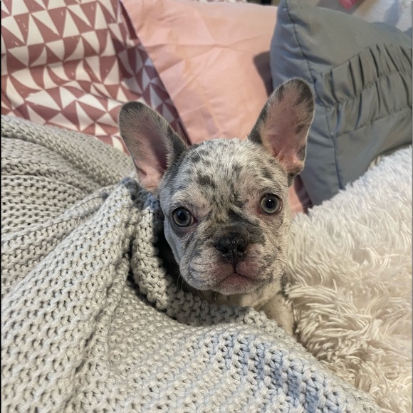 Meet your Posher, David - Picture 1 of 1